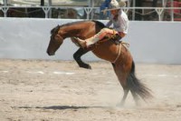 /album/charros/images-4-jpg/